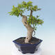 Izbová bonsai - Durant erecta aurea - 4/6