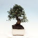 Izbová bonsai - Olea europaea sylvestris -Oliva evropská drobnolistá - 4/6