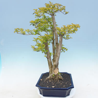 Izbová bonsai - Durant erecta aurea - 4