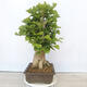 Vonkajší bonsai - Jinan dvojlaločný - Ginkgo biloba - 4/5