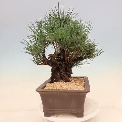 Vonkajšie bonsai - Pinus thunbergii corticosa - borovica korková - 4