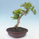 Izbová bonsai - Durant erecta aurea - 4/7