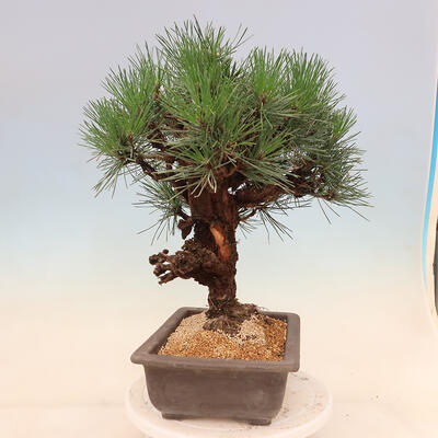 Vonkajšie bonsai - Pinus thunbergii corticosa - borovica korková - 4