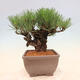 Vonkajšie bonsai - Pinus thunbergii corticosa - borovica korková - 4/4