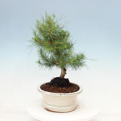 Izbová bonsai-Pinus halepensis-Borovica alepská - 4