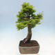 Vonkajší bonsai -Javor dlaňovitolistý Acer palmatum Shishigashira - 4/7