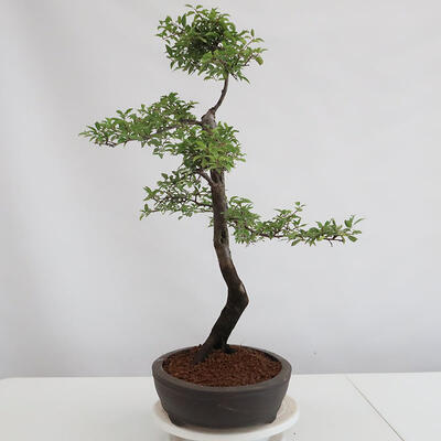 Vonkajšie bonsai - Prunus spinosa - trnka - 4