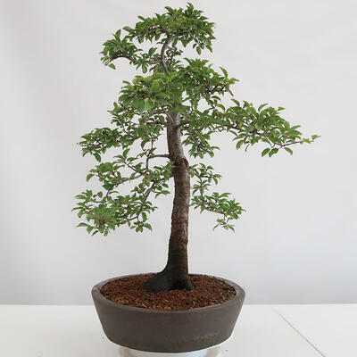 Vonkajšie bonsai - Prunus spinosa - trnka - 4