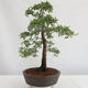 Vonkajšie bonsai - Prunus spinosa - trnka - 4/4