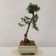 Vonkajšie bonsai - Taxus Bacatá - Tis červený - 4/4