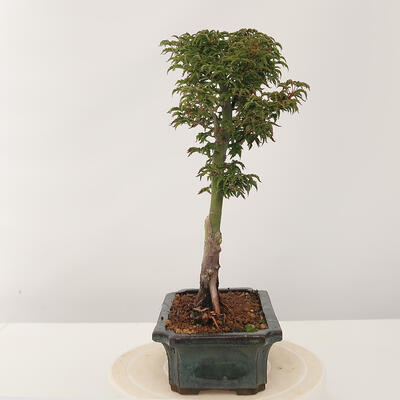 Vonkajší bonsai -Javor dlaňovitolistý Acer palmatum Shishigashira - 4