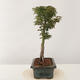 Vonkajší bonsai -Javor dlaňovitolistý Acer palmatum Shishigashira - 4/5