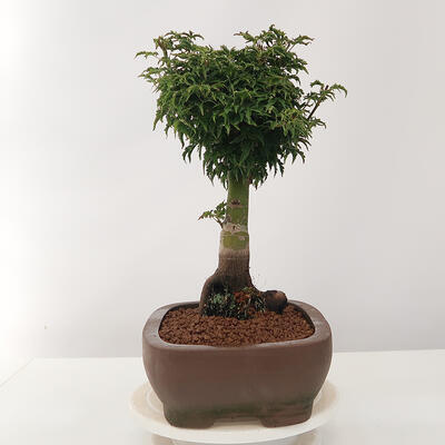 Vonkajší bonsai -Javor dlaňovitolistý Acer palmatum Shishigashira - 4