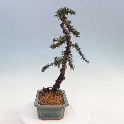 Vonkajšie bonsai - Cedrus Bozkavanie brevifolia - Céder zelený - 4