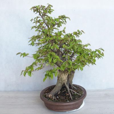 Vonkajší bonsai Carpinus betulus- Hrab obyčajný VB2020-485 - 4