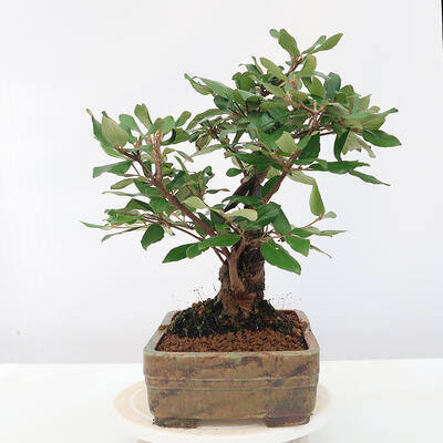 Vonkajšia bonsai-Kalina Bodnanská - Viburum carlesii - 4