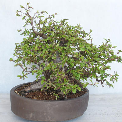 Vonkajší bonsai Carpinus betulus- Hrab obyčajný VB2020-487 - 4