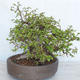 Vonkajší bonsai Carpinus betulus- Hrab obyčajný VB2020-487 - 4/5
