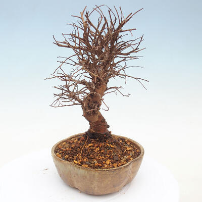 Vonkajšie bonsai - Zelkova - Zelkova Nirom - 4
