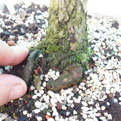 Yamadori - Borovica lesná - Pinus sylvestris - 4