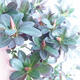 Vonkajšie bonsai - Rhododendron sp. - Azalka ružová - 4/4