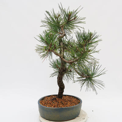 Vonkajší bonsai - Pinus Nigra - Borovica čierna - 4