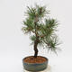 Vonkajší bonsai - Pinus Nigra - Borovica čierna - 4/4