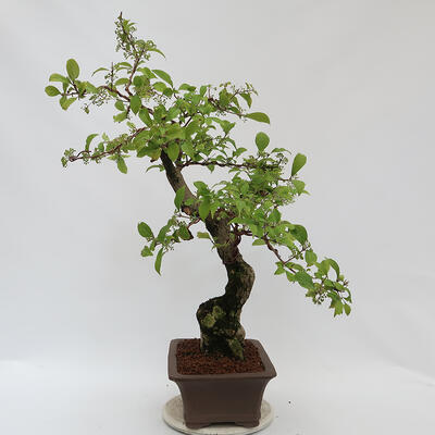 Vonkajší bonsai - krásnoplodka Callicarpa - 4
