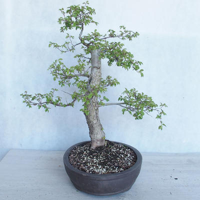 Vonkajší bonsai -Ulmus GLABRA Brest hrabolistý VB2020-495 - 4