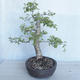 Vonkajší bonsai -Ulmus GLABRA Brest hrabolistý VB2020-495 - 4/5