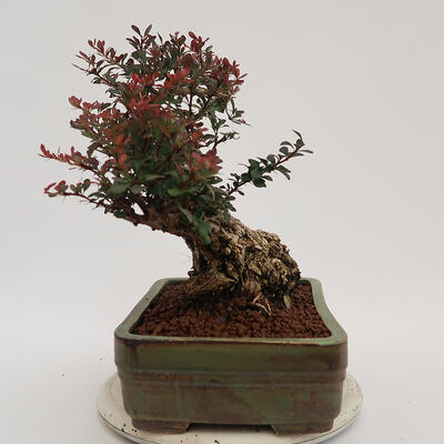 Vonkajší bonsai - Berberis thunbergii Atropurpureum - Drištál - 4