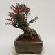 Vonkajší bonsai - Berberis thunbergii Atropurpureum - Drištál - 4/6