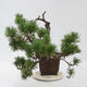 Vonkajší bonsai - Pinus sylvestris Watereri - Borovica lesná - 4/5