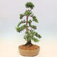 Vonkajšie bonsai - Juniperus chinensis Kishu -Jalovec čínsky - 4/5