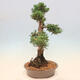 Vonkajšie bonsai - Juniperus chinensis Kishu -Jalovec čínsky - 4/5