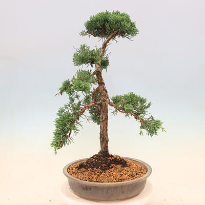 Vonkajší bonsai - Juniperus chinensis -Jalovec čínsky - 4