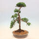 Vonkajší bonsai - Juniperus chinensis -Jalovec čínsky - 4/5