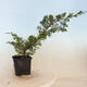 Vonkajšie bonsai - Juniperus chinensis Itoigawa-Jalovec čínsky - 4/4