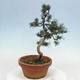 Vonkajšie bonsai - Pinus parviflora - Borovica drobnokvetá - 4/4