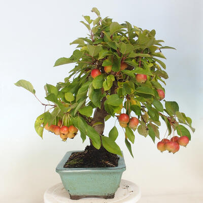 Vonkajší bonsai -Malus halliana - Maloplodá jabloň - 4