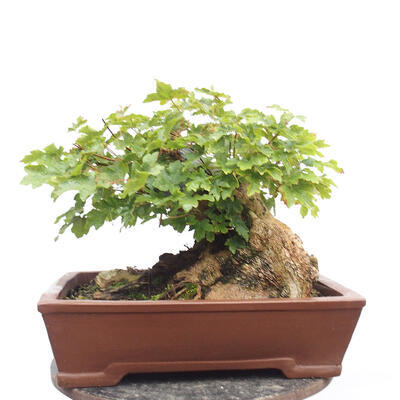 Vonkajší bonsai -Javor babyka - Acer campestre - 4