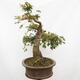 Vonkajší bonsai -Javor babyka - Acer campestre - 4/6