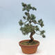 Vonkajšie bonsai - Pinus parviflora - Borovica drobnokvetá - 4/4