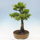 Vonkajší bonsai -Javor dlaňovitolistý Acer palmatum Shishigashira - 4/6