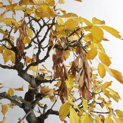 Vonkajšie bonsai - Javor jaseňolistý - Acer negundo - 4