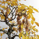 Vonkajšie bonsai - Javor jaseňolistý - Acer negundo - 4/4