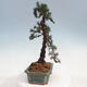 Vonkajšie bonsai - Cedrus Bozkavanie brevifolia - Céder zelený - 4/5