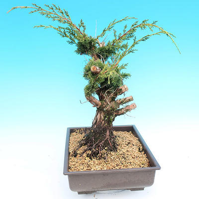Yamadori Juniperus chinensis - borievka - 4