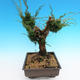 Yamadori Juniperus chinensis - borievka - 4/5