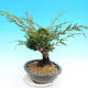 Yamadori Juniperus chinensis - borievka - 4/5